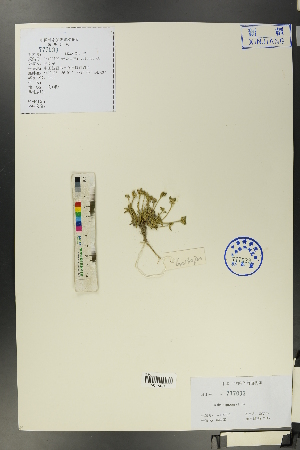  ( - Ge00690)  @11 [ ] CreativeCommons  Attribution Non-Commercial Share-Alike  Unspecified Herbarium of South China Botanical Garden