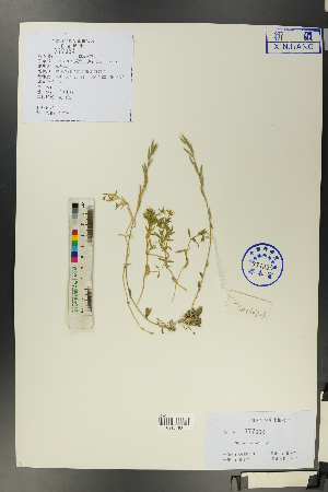  (Stellaria uda - Ge00693)  @11 [ ] CreativeCommons  Attribution Non-Commercial Share-Alike  Unspecified Herbarium of South China Botanical Garden