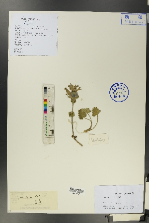  ( - Ge00694)  @11 [ ] CreativeCommons  Attribution Non-Commercial Share-Alike  Unspecified Herbarium of South China Botanical Garden