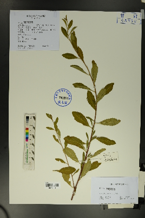  (Prunus pedunculata - Ge01670)  @11 [ ] CreativeCommons  Attribution Non-Commercial Share-Alike  Unspecified Herbarium of South China Botanical Garden