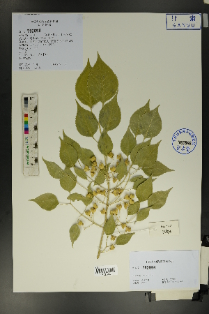  ( - Ge01677)  @11 [ ] CreativeCommons  Attribution Non-Commercial Share-Alike  Unspecified Herbarium of South China Botanical Garden