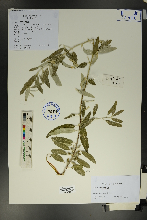  (Elaeagnus angustifolia - Ge01679)  @11 [ ] CreativeCommons  Attribution Non-Commercial Share-Alike  Unspecified Herbarium of South China Botanical Garden