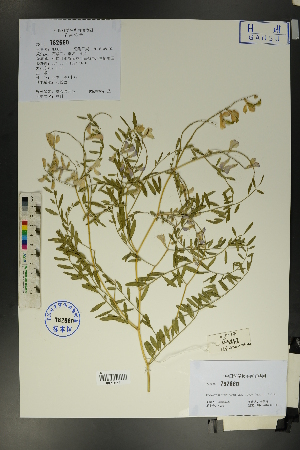  (Corethrodendron lignosum var. laeve - Ge01684)  @11 [ ] CreativeCommons  Attribution Non-Commercial Share-Alike  Unspecified Herbarium of South China Botanical Garden