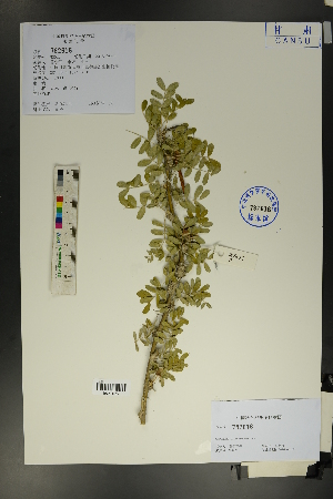  ( - Ge01689)  @11 [ ] CreativeCommons  Attribution Non-Commercial Share-Alike  Unspecified Herbarium of South China Botanical Garden