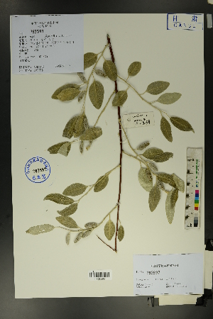  ( - Ge01691)  @11 [ ] CreativeCommons  Attribution Non-Commercial Share-Alike  Unspecified Herbarium of South China Botanical Garden