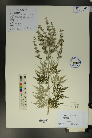  ( - Ge01693)  @11 [ ] CreativeCommons  Attribution Non-Commercial Share-Alike  Unspecified Herbarium of South China Botanical Garden