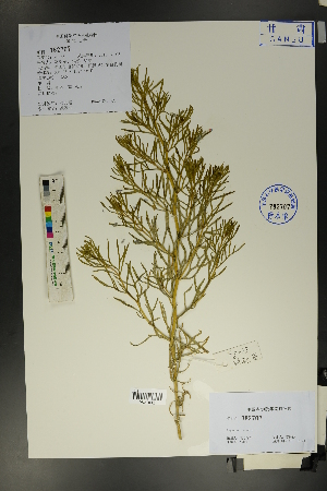  ( - Ge01700)  @11 [ ] CreativeCommons  Attribution Non-Commercial Share-Alike  Unspecified Herbarium of South China Botanical Garden