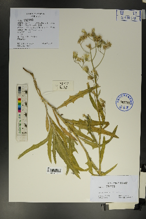  ( - Ge01704)  @11 [ ] CreativeCommons  Attribution Non-Commercial Share-Alike  Unspecified Herbarium of South China Botanical Garden