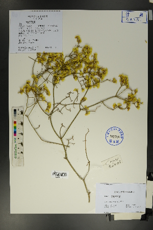  ( - Ge01706)  @11 [ ] CreativeCommons  Attribution Non-Commercial Share-Alike  Unspecified Herbarium of South China Botanical Garden
