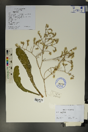  ( - Ge01707)  @11 [ ] CreativeCommons  Attribution Non-Commercial Share-Alike  Unspecified Herbarium of South China Botanical Garden