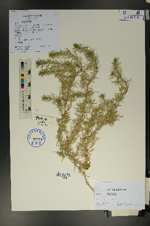  (Peganum nigellastrum - Ge01709)  @11 [ ] CreativeCommons  Attribution Non-Commercial Share-Alike  Unspecified Herbarium of South China Botanical Garden