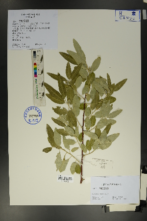  ( - Ge01711)  @11 [ ] CreativeCommons  Attribution Non-Commercial Share-Alike  Unspecified Herbarium of South China Botanical Garden