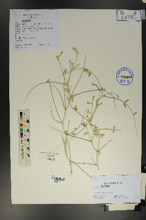 ( - Ge01719)  @11 [ ] CreativeCommons  Attribution Non-Commercial Share-Alike  Unspecified Herbarium of South China Botanical Garden