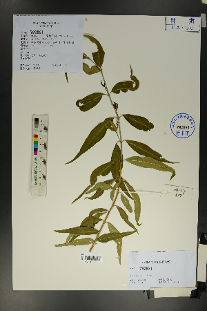  (Periploca sepium - Ge01721)  @11 [ ] CreativeCommons  Attribution Non-Commercial Share-Alike  Unspecified Herbarium of South China Botanical Garden