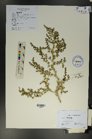  (Halogeton arachnoideus - Ge01726)  @11 [ ] CreativeCommons  Attribution Non-Commercial Share-Alike  Unspecified Herbarium of South China Botanical Garden