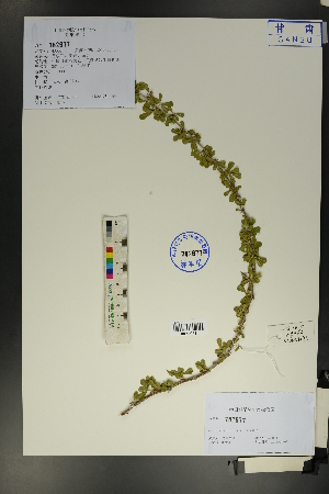  ( - Ge01729)  @11 [ ] CreativeCommons  Attribution Non-Commercial Share-Alike  Unspecified Herbarium of South China Botanical Garden
