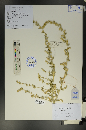  (Krascheninnikovia ceratoides - Ge01735)  @11 [ ] CreativeCommons  Attribution Non-Commercial Share-Alike  Unspecified Herbarium of South China Botanical Garden