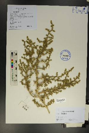  (Salsola ikonnikovii - Ge01741)  @11 [ ] CreativeCommons  Attribution Non-Commercial Share-Alike  Unspecified Herbarium of South China Botanical Garden