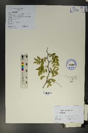  ( - Ge01743)  @11 [ ] CreativeCommons  Attribution Non-Commercial Share-Alike  Unspecified Herbarium of South China Botanical Garden