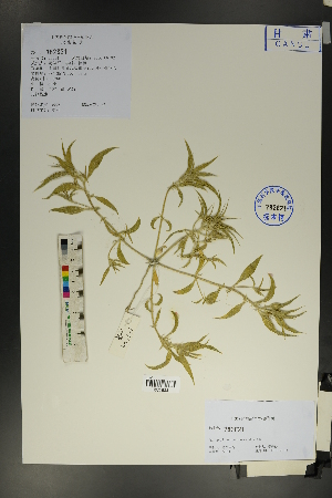  ( - Ge01751)  @11 [ ] CreativeCommons  Attribution Non-Commercial Share-Alike  Unspecified Herbarium of South China Botanical Garden