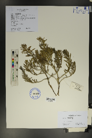  (Tournefortia - Ge01752)  @11 [ ] CreativeCommons  Attribution Non-Commercial Share-Alike  Unspecified Herbarium of South China Botanical Garden