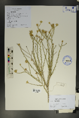  (Asterothamnus centraliasiaticus - Ge01753)  @11 [ ] CreativeCommons  Attribution Non-Commercial Share-Alike  Unspecified Herbarium of South China Botanical Garden