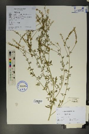  (Astragalus melilotoides - Ge01755)  @11 [ ] CreativeCommons  Attribution Non-Commercial Share-Alike  Unspecified Herbarium of South China Botanical Garden