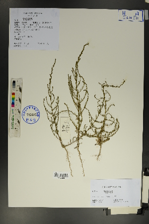  (Artemisia scoparia - Ge01757)  @11 [ ] CreativeCommons  Attribution Non-Commercial Share-Alike  Unspecified Herbarium of South China Botanical Garden