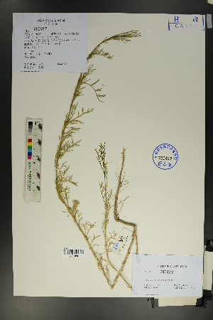  (Artemisia desertorum - Ge01758)  @11 [ ] CreativeCommons  Attribution Non-Commercial Share-Alike  Unspecified Herbarium of South China Botanical Garden