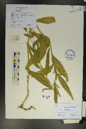  ( - Ge01760)  @11 [ ] CreativeCommons  Attribution Non-Commercial Share-Alike  Unspecified Herbarium of South China Botanical Garden