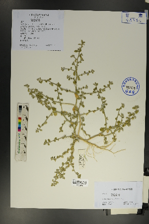  (Corispermum patelliforme - Ge01764)  @11 [ ] CreativeCommons  Attribution Non-Commercial Share-Alike  Unspecified Herbarium of South China Botanical Garden