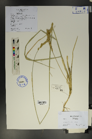  (Leymus secalinus - Ge01768)  @11 [ ] CreativeCommons  Attribution Non-Commercial Share-Alike  Unspecified Herbarium of South China Botanical Garden