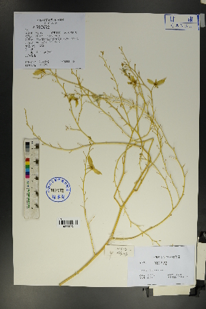  (Pugionium dolabratum - Ge01770)  @11 [ ] CreativeCommons  Attribution Non-Commercial Share-Alike  Unspecified Herbarium of South China Botanical Garden