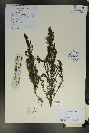  ( - Ge01772)  @11 [ ] CreativeCommons  Attribution Non-Commercial Share-Alike  Unspecified Herbarium of South China Botanical Garden
