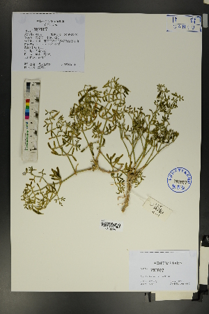  (Zygophyllum mucronatum - Ge01774)  @11 [ ] CreativeCommons  Attribution Non-Commercial Share-Alike  Unspecified Herbarium of South China Botanical Garden