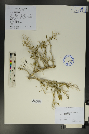 ( - Ge01776)  @11 [ ] CreativeCommons  Attribution Non-Commercial Share-Alike  Unspecified Herbarium of South China Botanical Garden