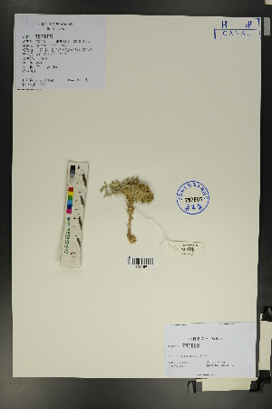  (Astragalus scaberrimus - Ge01777)  @11 [ ] CreativeCommons  Attribution Non-Commercial Share-Alike  Unspecified Herbarium of South China Botanical Garden