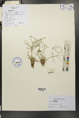  (Asparagus gobicus - Ge01779)  @11 [ ] CreativeCommons  Attribution Non-Commercial Share-Alike  Unspecified Herbarium of South China Botanical Garden