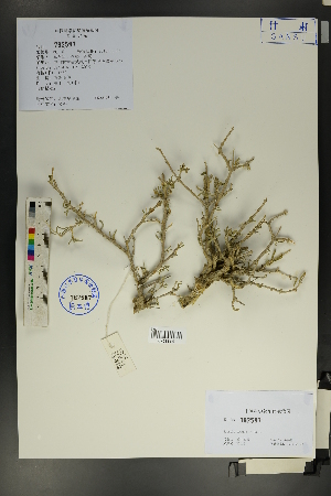  (Salsola arbuscula - Ge01782)  @11 [ ] CreativeCommons  Attribution Non-Commercial Share-Alike  Unspecified Herbarium of South China Botanical Garden