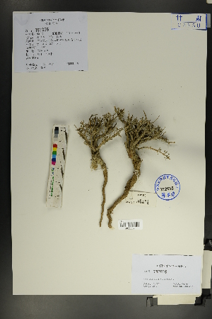  (Artemisia xerophytica - Ge01784)  @11 [ ] CreativeCommons  Attribution Non-Commercial Share-Alike  Unspecified Herbarium of South China Botanical Garden