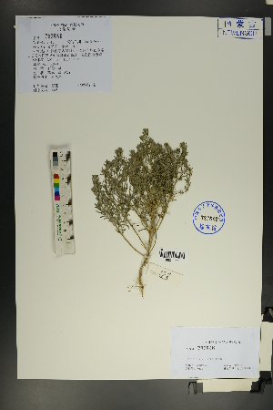  ( - Ge01791)  @11 [ ] CreativeCommons  Attribution Non-Commercial Share-Alike  Unspecified Herbarium of South China Botanical Garden