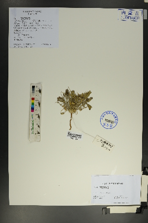  ( - Ge01792)  @11 [ ] CreativeCommons  Attribution Non-Commercial Share-Alike  Unspecified Herbarium of South China Botanical Garden