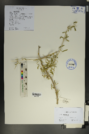  ( - Ge01799)  @11 [ ] CreativeCommons  Attribution Non-Commercial Share-Alike  Unspecified Herbarium of South China Botanical Garden