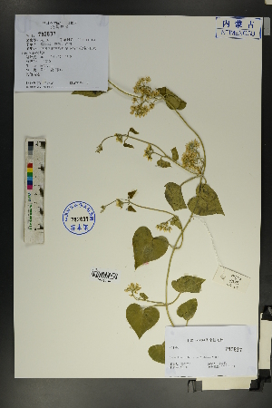  (Cynanchum auriculatum - Ge01804)  @11 [ ] CreativeCommons  Attribution Non-Commercial Share-Alike  Unspecified Herbarium of South China Botanical Garden