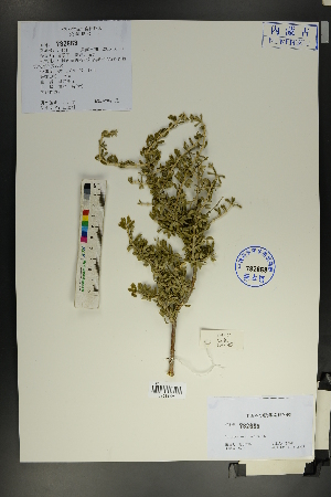  (Tetraena mongolica - Ge01807)  @11 [ ] CreativeCommons  Attribution Non-Commercial Share-Alike  Unspecified Herbarium of South China Botanical Garden