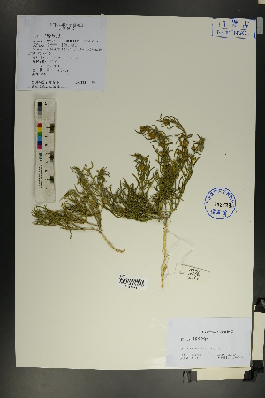  ( - Ge01809)  @11 [ ] CreativeCommons  Attribution Non-Commercial Share-Alike  Unspecified Herbarium of South China Botanical Garden