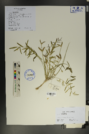  (Gueldenstaedtia verna - Ge01812)  @11 [ ] CreativeCommons  Attribution Non-Commercial Share-Alike  Unspecified Herbarium of South China Botanical Garden