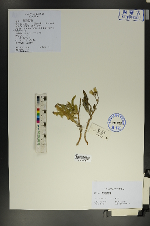  ( - Ge01814)  @11 [ ] CreativeCommons  Attribution Non-Commercial Share-Alike  Unspecified Herbarium of South China Botanical Garden