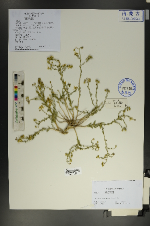  (Haplophyllum dauricum - Ge01816)  @11 [ ] CreativeCommons  Attribution Non-Commercial Share-Alike  Unspecified Herbarium of South China Botanical Garden