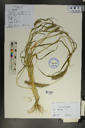  (Setaria viridis - Ge01822)  @11 [ ] CreativeCommons  Attribution Non-Commercial Share-Alike  Unspecified Herbarium of South China Botanical Garden